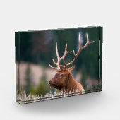 Rocky Mountain Elk Yellowstone National Park Fotoblokken (Links)