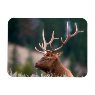 Rocky Mountain Elk Yellowstone National Park Magneet