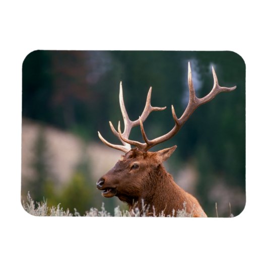 Rocky Mountain Elk Yellowstone National Park Magneet (Horizontaal)