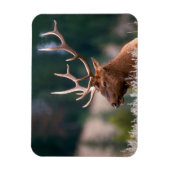 Rocky Mountain Elk Yellowstone National Park Magneet (Verticaal)