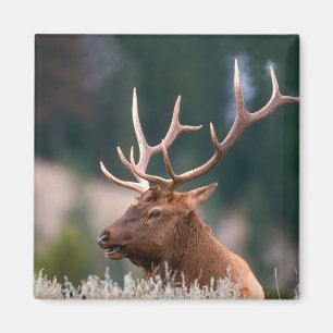 Rocky Mountain Elk Yellowstone National Park Magneet
