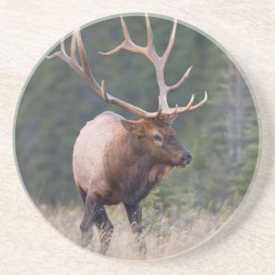 Rocky Mountain Elk Zandsteen Onderzetter
