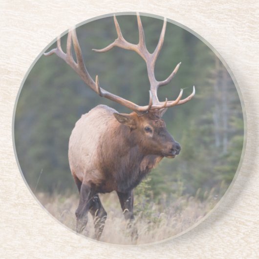 Rocky Mountain Elk Zandsteen Onderzetter (Voorkant)