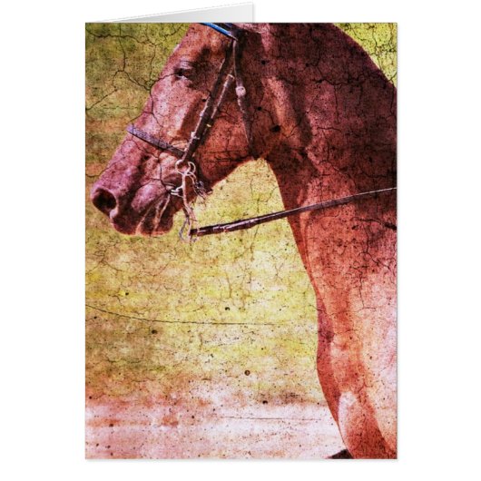 Rocky Mountain Equine (Voorkant)