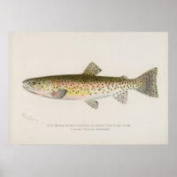 Rocky Mountain-forel kunst