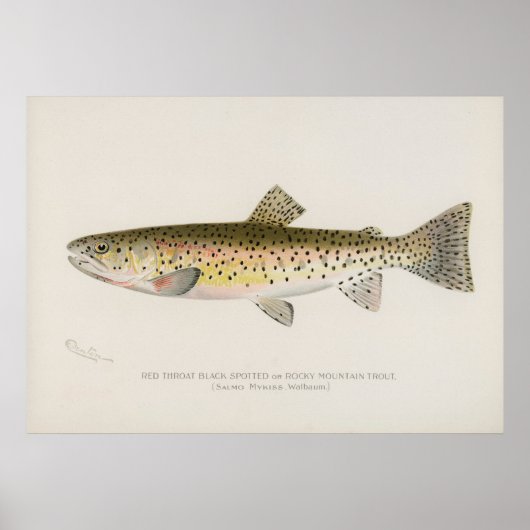 Rocky Mountain-forel  kunst Poster (Voorkant)