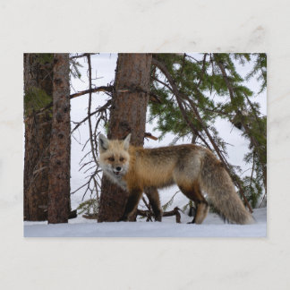 Rocky Mountain Fox Colorado Wildlife Briefkaart