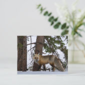 Rocky Mountain Fox Colorado Wildlife Briefkaart (Staand voorkant)