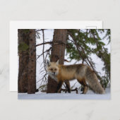 Rocky Mountain Fox Colorado Wildlife Briefkaart (Voorkant / Achterkant)