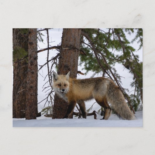 Rocky Mountain Fox Colorado Wildlife Briefkaart (Voorkant)