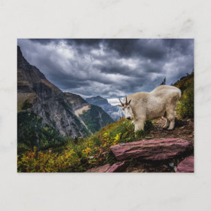 Rocky Mountain Goat Briefkaart