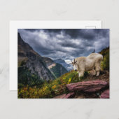 Rocky Mountain Goat Briefkaart (Voorkant / Achterkant)