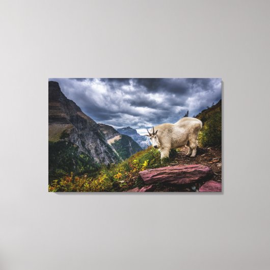 Rocky Mountain Goat Canvas Afdruk (Voorkant)