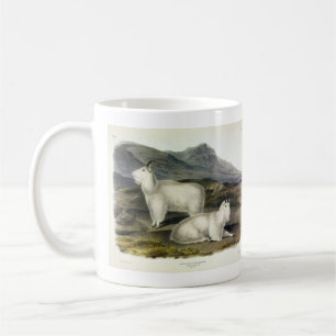Rocky Mountain Goat (Capra Americana, Audubon) Koffiemok