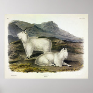 Rocky Mountain Goat (Capra Americana, Audubon) Poster