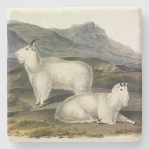 Rocky Mountain Goat (Capra Americana, Audubon) Stenen Onderzetter