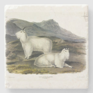 Rocky Mountain Goat (Capra Americana, Audubon) Stenen Onderzetter