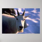 Rocky Mountain Goat Head Poster (Voorkant)