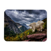 Rocky Mountain Goat Magneet (Horizontaal)