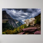 Rocky Mountain Goat Poster (Voorkant)