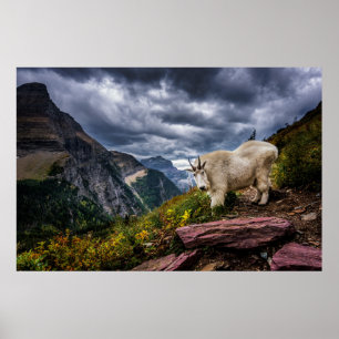 Rocky Mountain Goat Poster