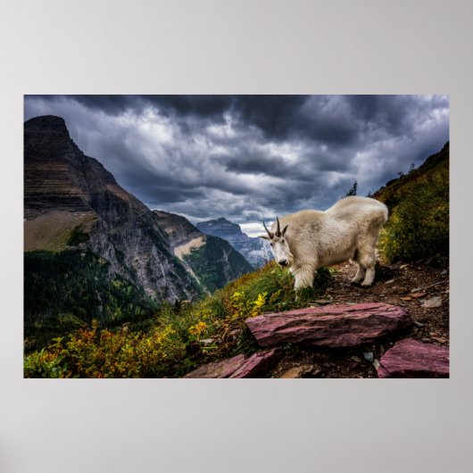 Rocky Mountain Goat Poster (Voorkant)