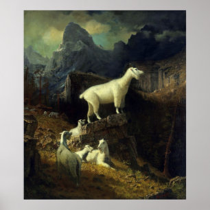 Rocky Mountain Goats Poster