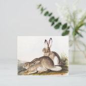 Rocky Mountain Hare (Lepus Townsendii) Briefkaart (Staand voorkant)