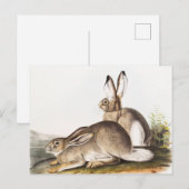 Rocky Mountain Hare (Lepus Townsendii) Briefkaart (Voorkant / Achterkant)