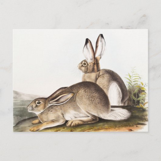 Rocky Mountain Hare (Lepus Townsendii) Briefkaart (Voorkant)