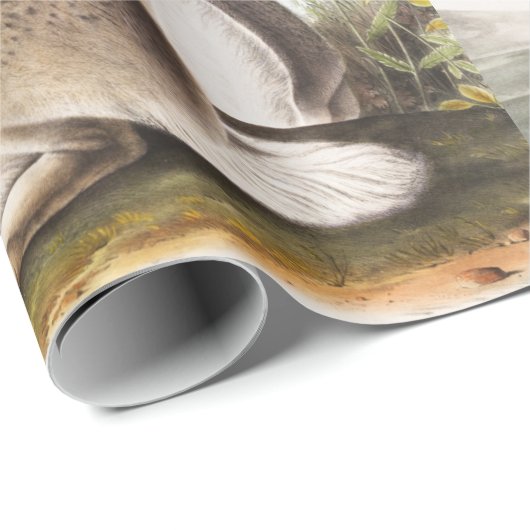 Rocky Mountain Hare (Lepus Townsendii) Cadeaupapier (Rol Hoek)