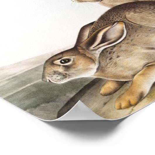 Rocky Mountain Hare (Lepus Townsendii) Poster (Hoek)
