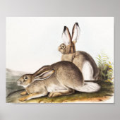 Rocky Mountain Hare (Lepus Townsendii) Poster (Voorkant)