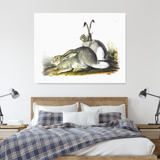 Rocky Mountain Hare of White-tailed Jackrabbit Canvas Afdruk (Insitu (Slaapkamer))