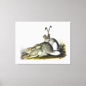 Rocky Mountain Hare of White-tailed Jackrabbit Canvas Afdruk (Voorkant)