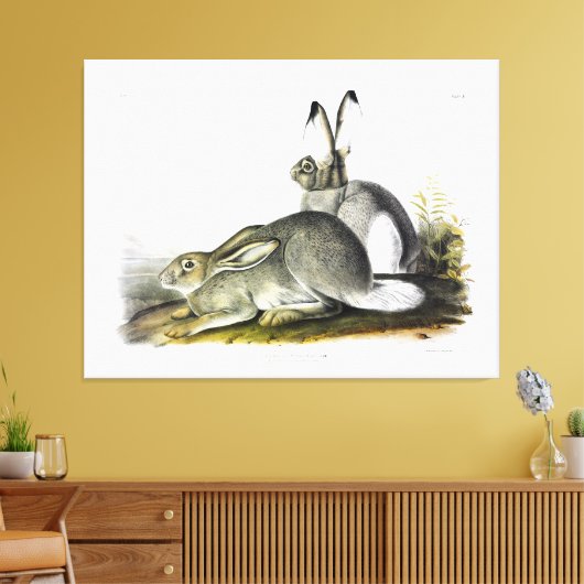 Rocky Mountain Hare of White-tailed Jackrabbit Canvas Afdruk (Insitu (Woonkamer))