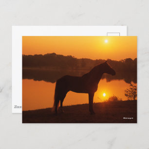 Rocky Mountain Horse in Sunset Briefkaart