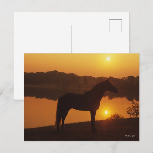 Rocky Mountain Horse in Sunset Briefkaart (Voorkant / Achterkant)