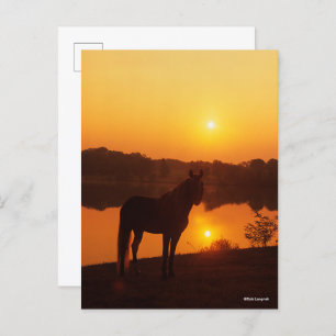 Rocky Mountain Horse in Sunset Briefkaart