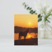 Rocky Mountain Horse in Sunset Briefkaart (Staand voorkant)