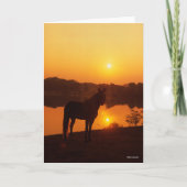 Rocky Mountain Horse in Sunset Kaart (Voorkant)