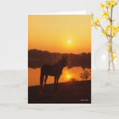 Rocky Mountain Horse in Sunset Kaart (Gele Bloem)
