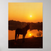 Rocky Mountain Horse in Sunset Poster (Voorkant)