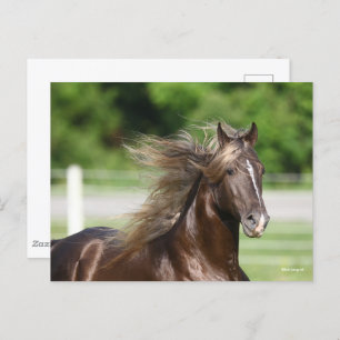 Rocky Mountain Horse Stallion Headshot Briefkaart