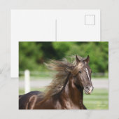 Rocky Mountain Horse Stallion Headshot Briefkaart (Voorkant / Achterkant)