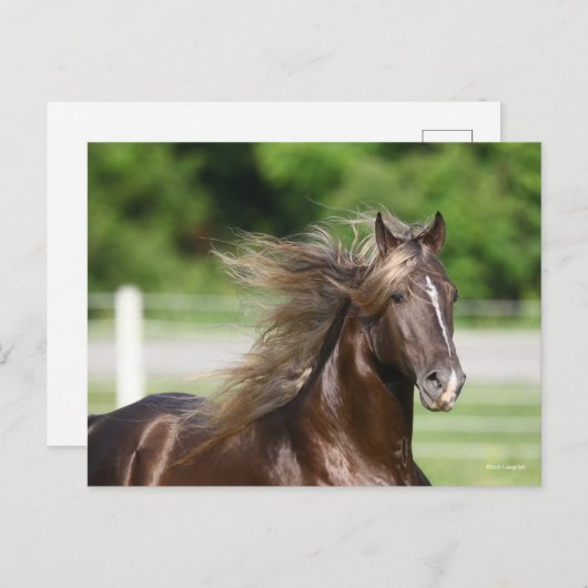 Rocky Mountain Horse Stallion Headshot Briefkaart (Voorkant / Achterkant)