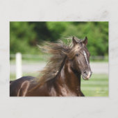 Rocky Mountain Horse Stallion Headshot Briefkaart (Voorkant)
