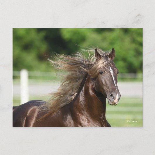 Rocky Mountain Horse Stallion Headshot Briefkaart (Voorkant)