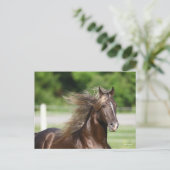 Rocky Mountain Horse Stallion Headshot Briefkaart (Staand voorkant)