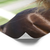 Rocky Mountain Horse Stallion Headshot Poster (Hoek)